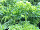 green curly parsley leaves on a tall stem