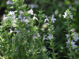 Winter savoury 'Satureja Montana' with its white flowers on tall stems