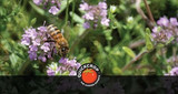 Bee Friendly Plants