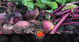 How to Grow Beetroot