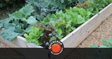 What to Sow and Grow in July