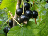 How To Grow Blackcurrants