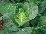 How To Grow Cabbage (Spring)