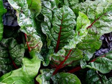 How to Grow Chard