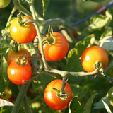 Top 10 Facts About Tomatoes