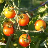 How to Plant Tomato Seedlings