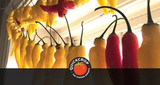 How to Grow Chilli Peppers