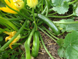 How To Grow Courgettes