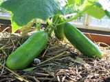 How To Grow Cucumber