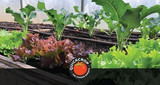 How to Install a Drip Irrigation System