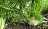 How To Grow Fennel