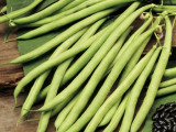 How To Grow French Beans (Dwarf)
