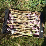 Cork Garlic Farm Update