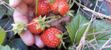 Strawberries, The Versatile Fruit