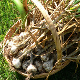 West Cork Garlic Farm