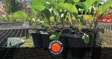 May in the Vegetable Garden: Tips on Planting Out