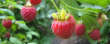 How to grow raspberries