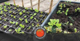 Late July in the Quickcrop Vegetable Garden