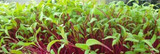 How to Grow Microgreens Indoors