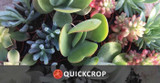 New Range of Succulent Plants