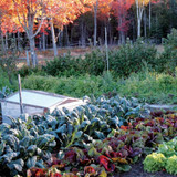 The October Vegetable Garden