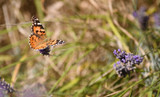 The Extraordinary Migration of the Painted Lady Butterfly