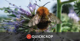 Top Pollinator Plants - Phacelia tanactetifolia