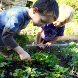 Where to build a school raised bed garden?