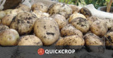 How to Grow Potatoes - Potato Types Explained