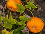 How To Grow Pumpkins