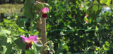 Early August in the Quickcrop Vegetable Garden