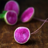 Raising Radishes - A Guide to Growing and Preparing Radishes.