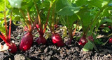 How To Grow Radishes