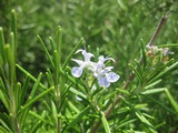 How To Grow Rosemary