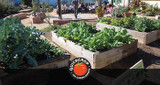 What to grow in a School Vegetable Garden