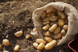 The Vegetable Garden in July - Planting New Potatoes