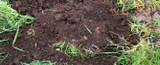 Ten Ways to Improve your Soil