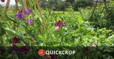 July 7th - Quickcrop Vegetable Garden Update