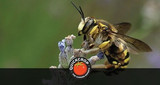 Creating Solitary Bee Habitat 