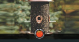 Outdoor Bird Feeders for Irish Gardens