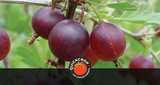 A Guide to Planting Bare Root Fruit