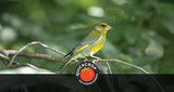 Are Bird Feeders Harming Birds?