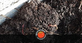 Vermicomposting for Beginners: How to Use a Wormery