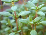 How To Grow Thyme