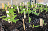 Mid March 2021 Vegetable Garden Update