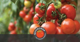 Tomato Growing Tips