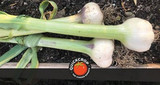 The Vegetable Garden in October