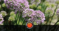 Planting Garden Bulbs