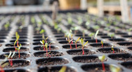 Sowing and germinating vegetable seeds