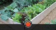What to Sow and Grow in July